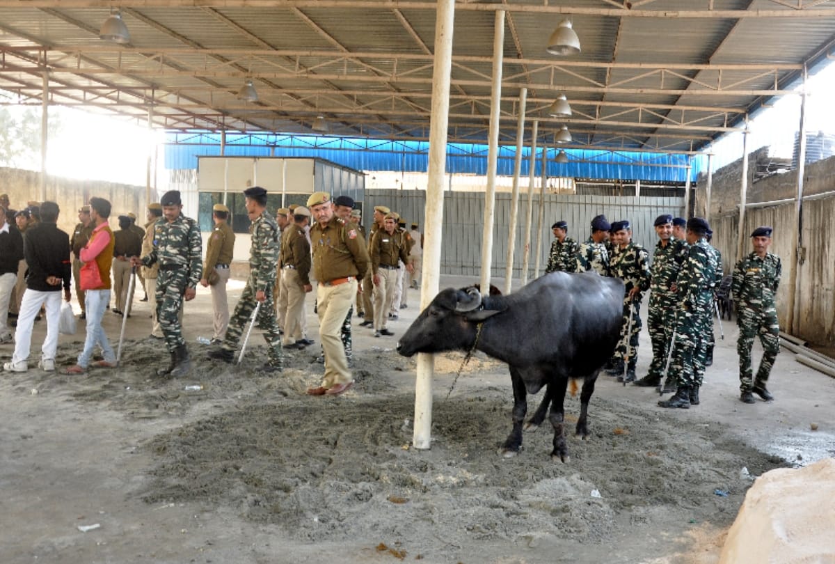 people in delhis mehrauli uses cow and bull to avoid sealing of shop but of no use see pics