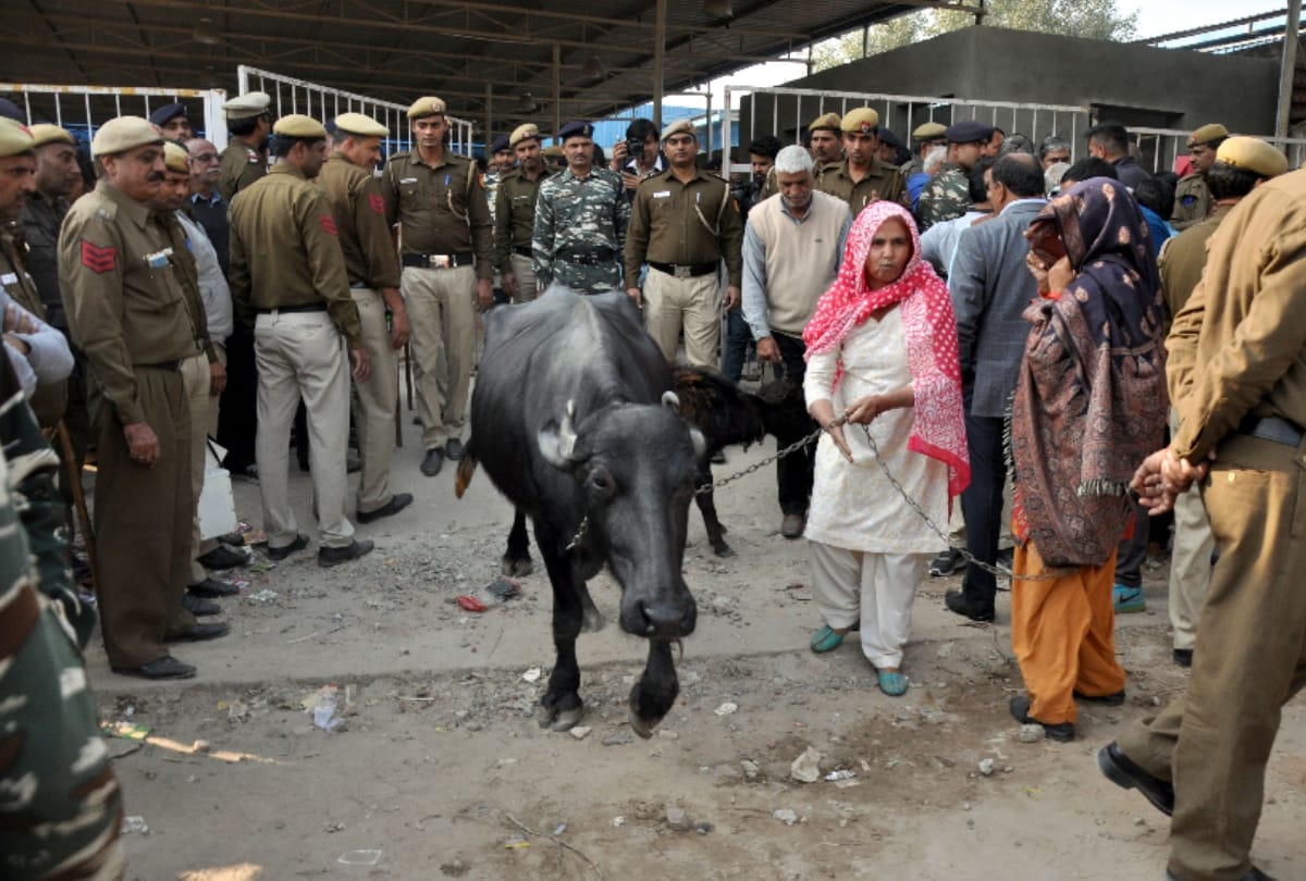 people in delhis mehrauli uses cow and bull to avoid sealing of shop but of no use see pics