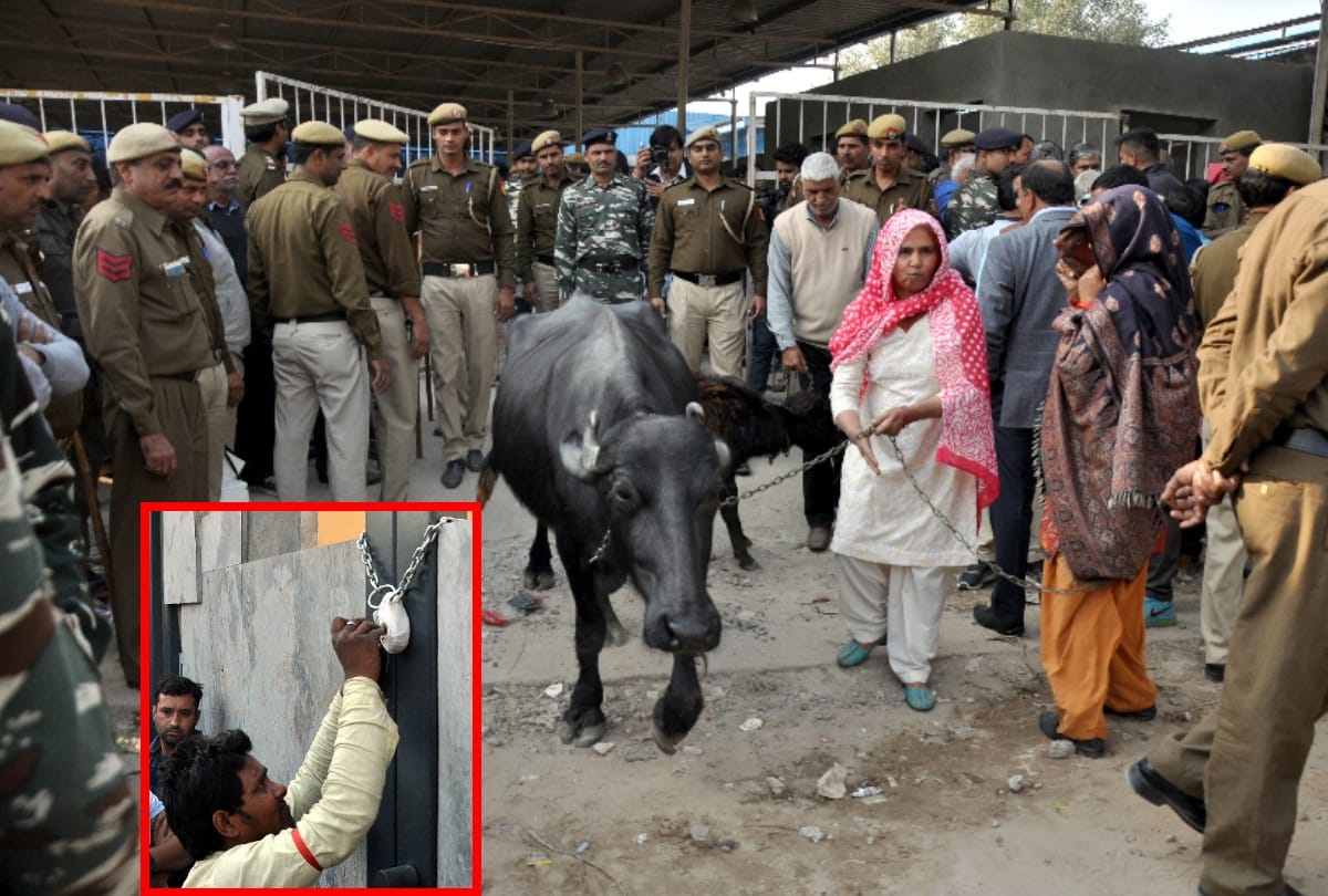 people in delhis mehrauli uses cow and bull to avoid sealing of shop but of no use see pics