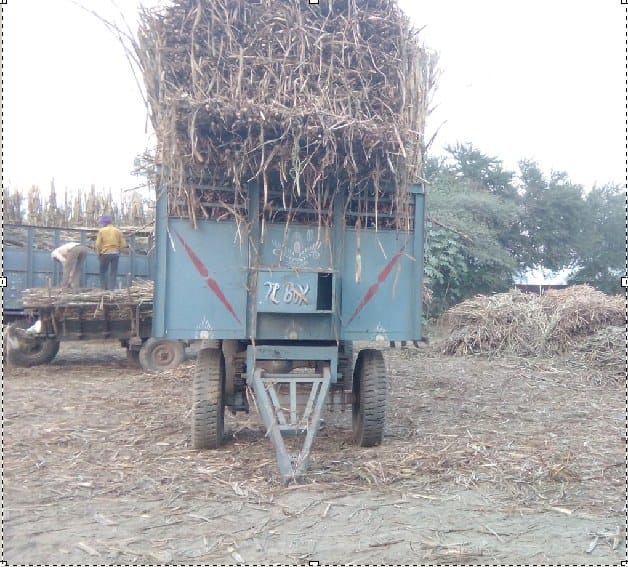 चालीस प्रतिशत मिल के इंडेट हड़प रहे गन्ना माफिया