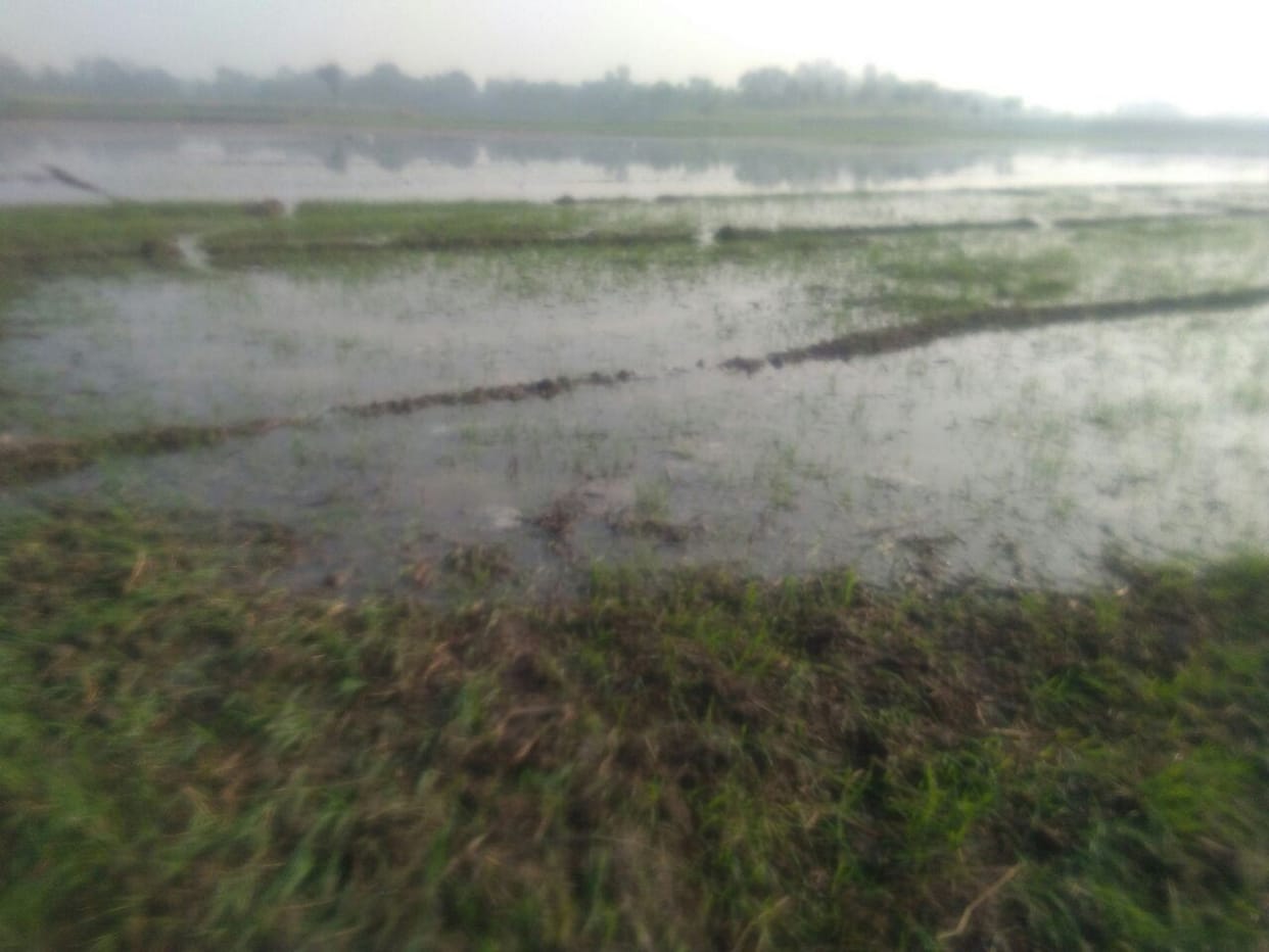 नहर का पानी खेतों में घुसा, सैकड़ों बीघा फसल जलमग्न
