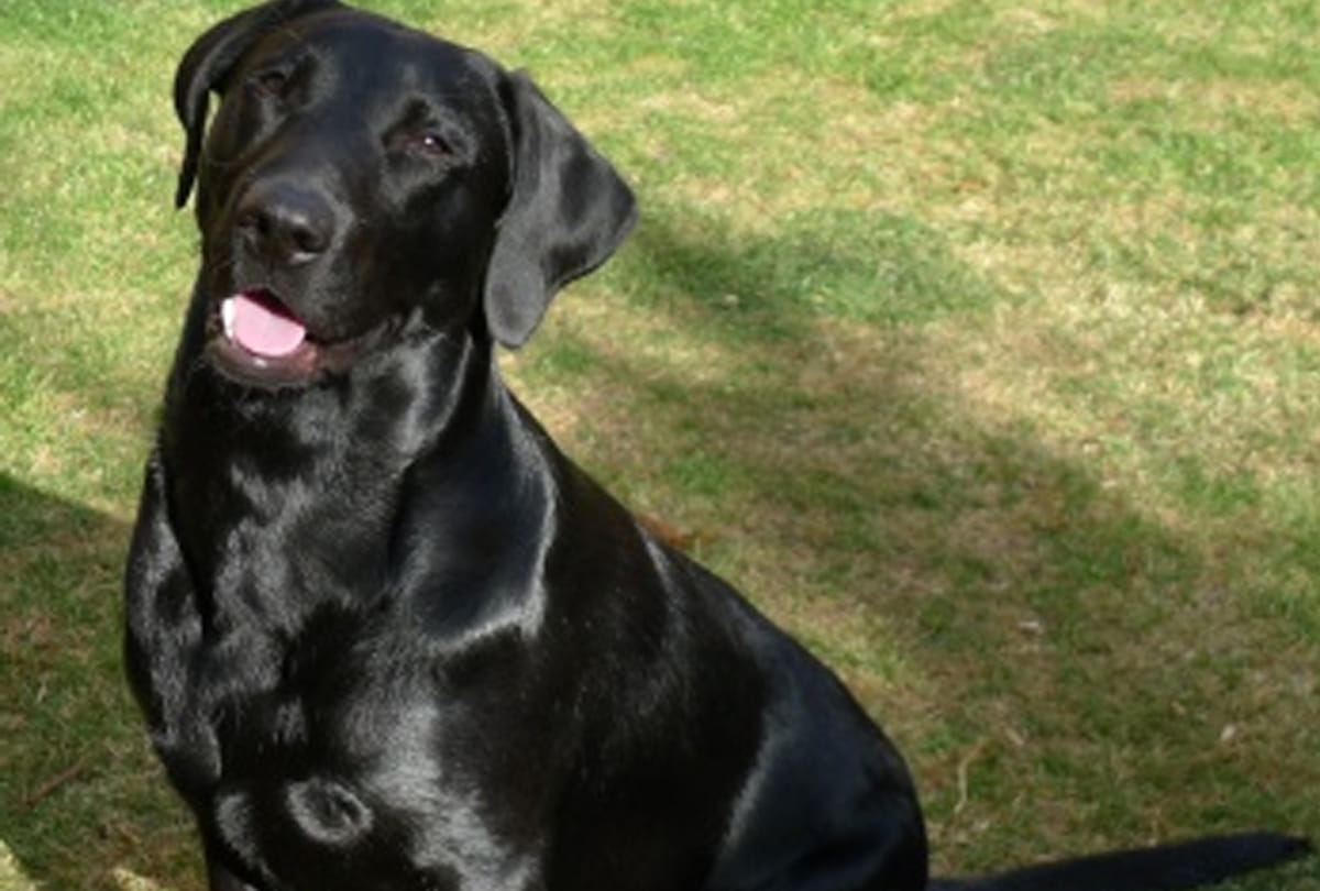 Two thousand rupees for stolen dog