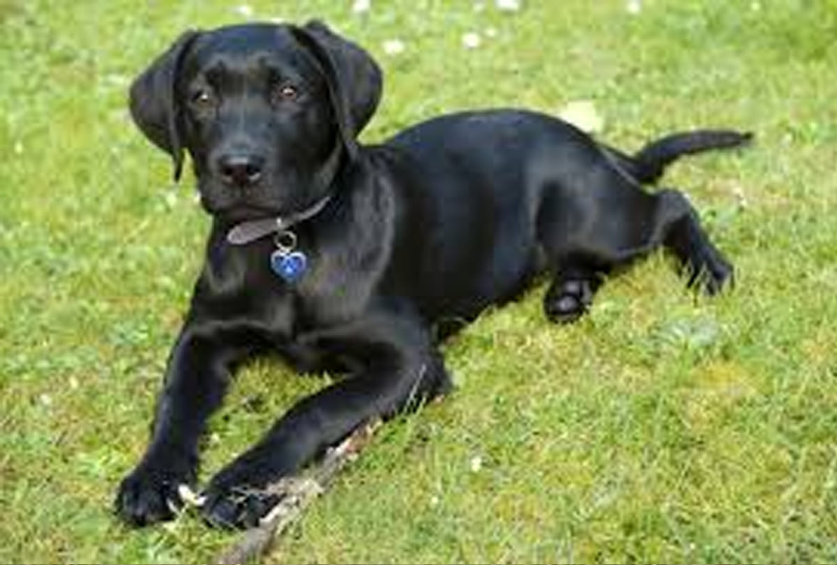 Two thousand rupees for stolen dog