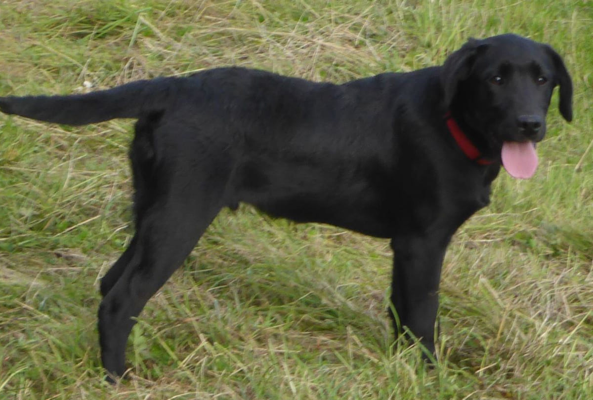 Two thousand rupees for stolen dog