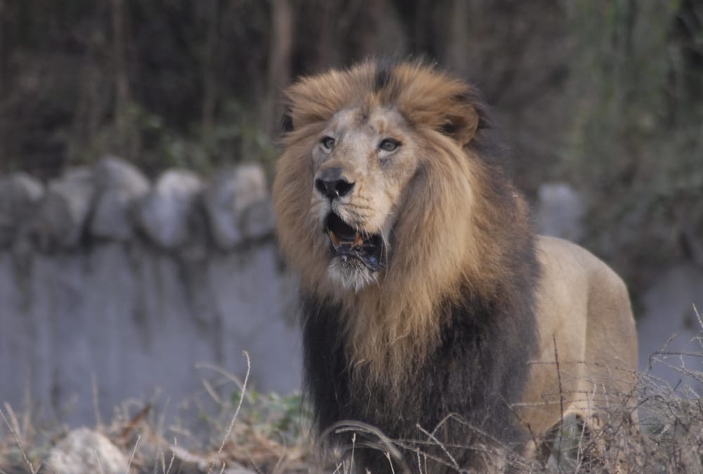 lion of lucknow zoo passes away.