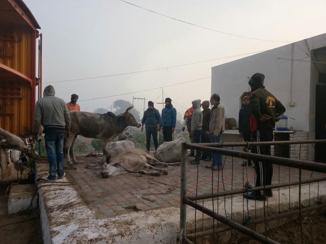rajasthan alwar police seized the truck full of cow bovine