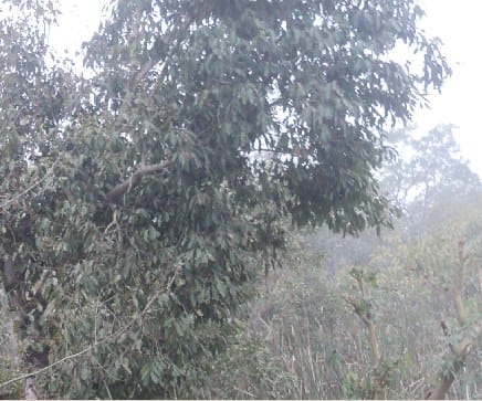 Forest depart remain unknown about tiger killing