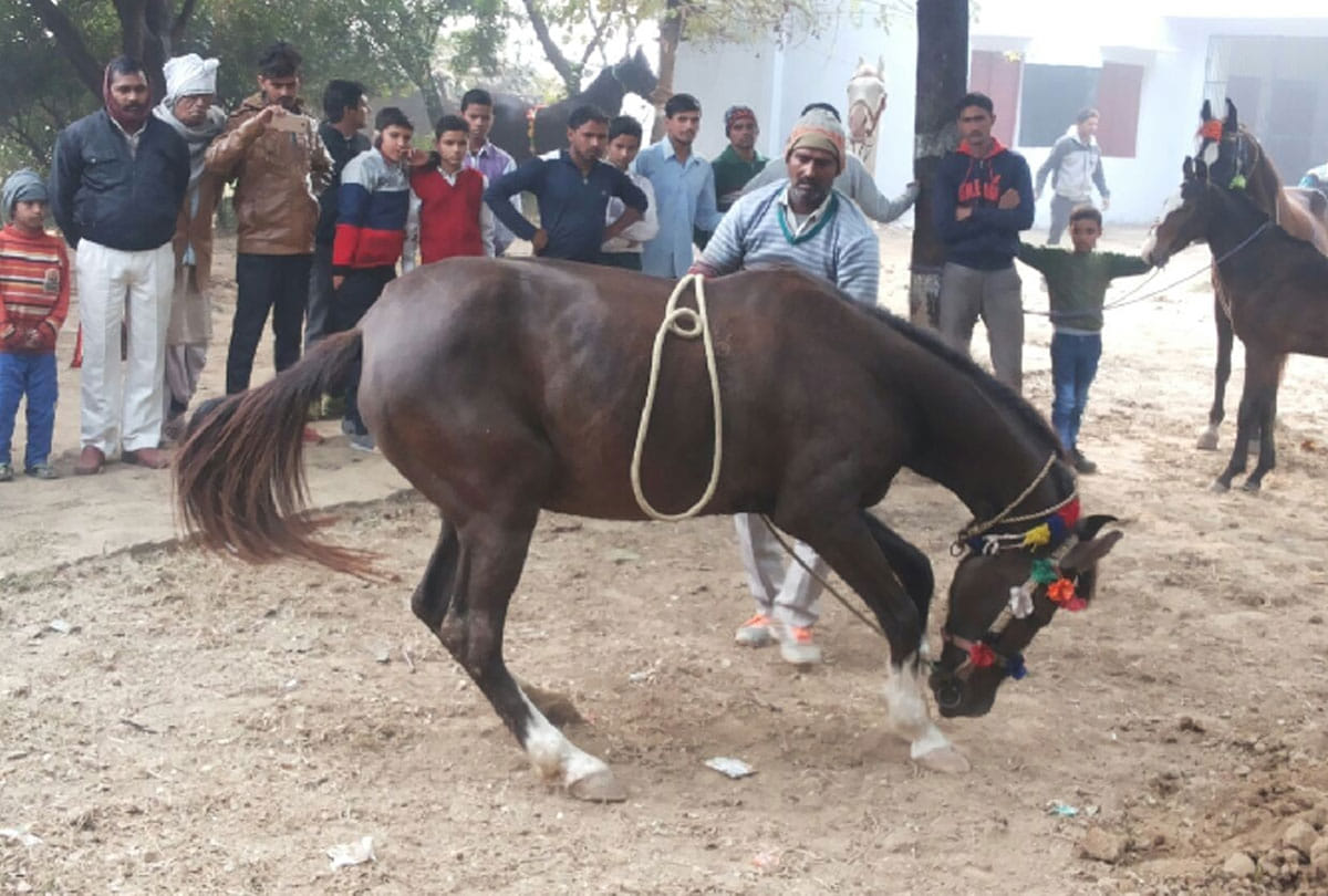 horse beaten brutally in greater noida to dance 