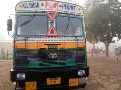 rajasthan alwar police seized the truck full of cow bovine