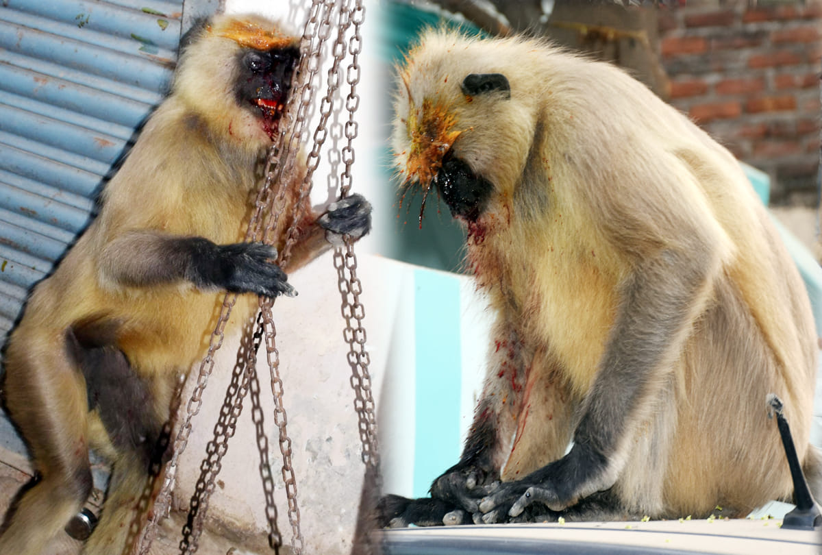 Atrocities on the monkey in Kanpur