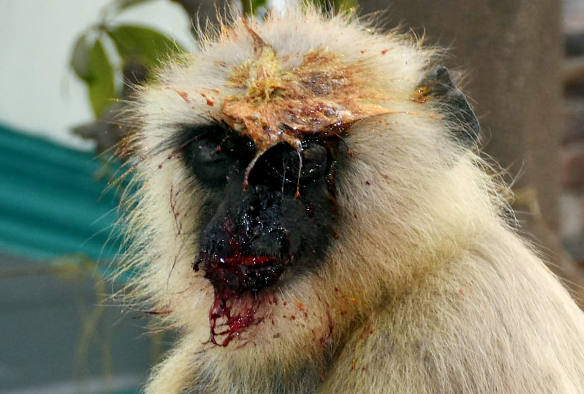 Atrocities on the monkey in Kanpur