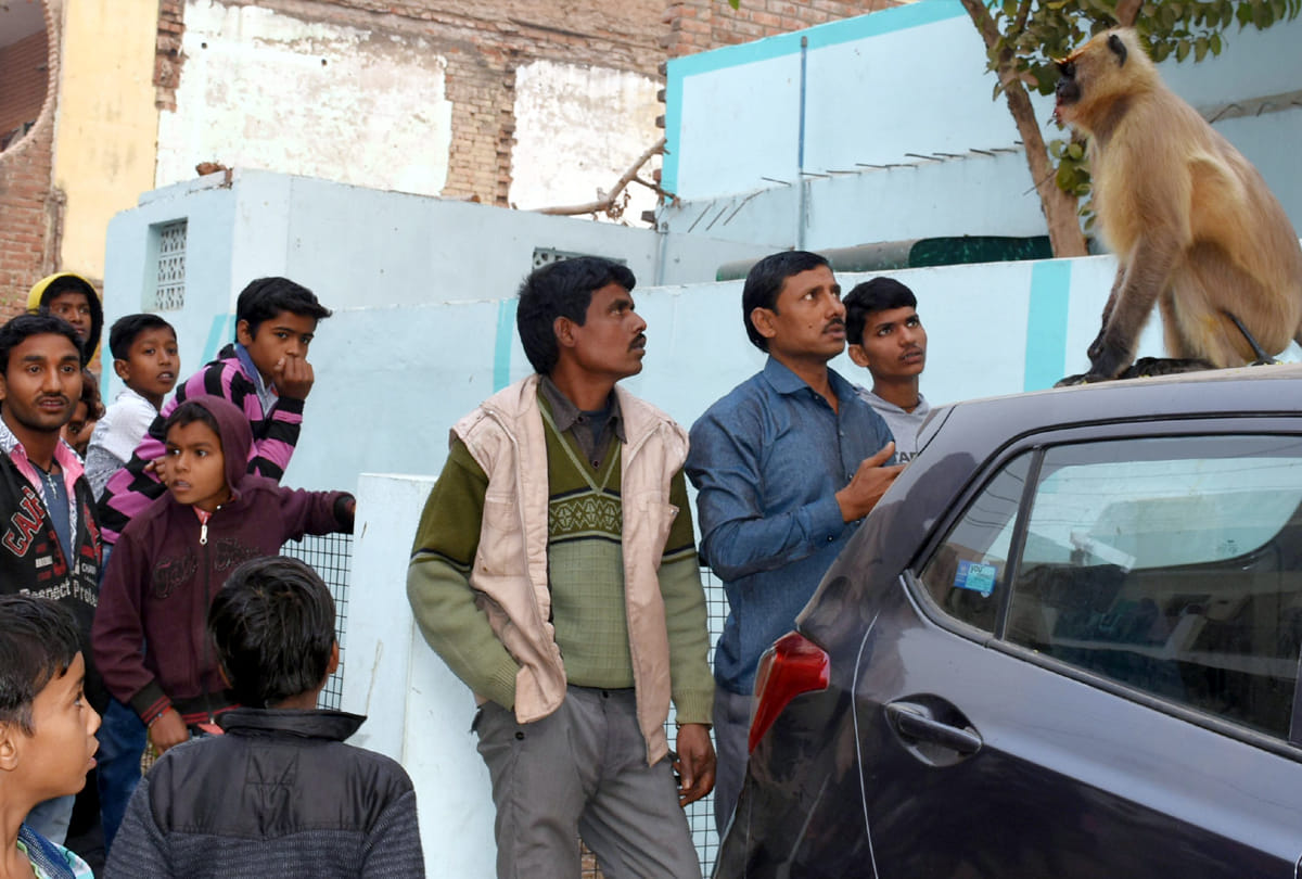 Atrocities on the monkey in Kanpur