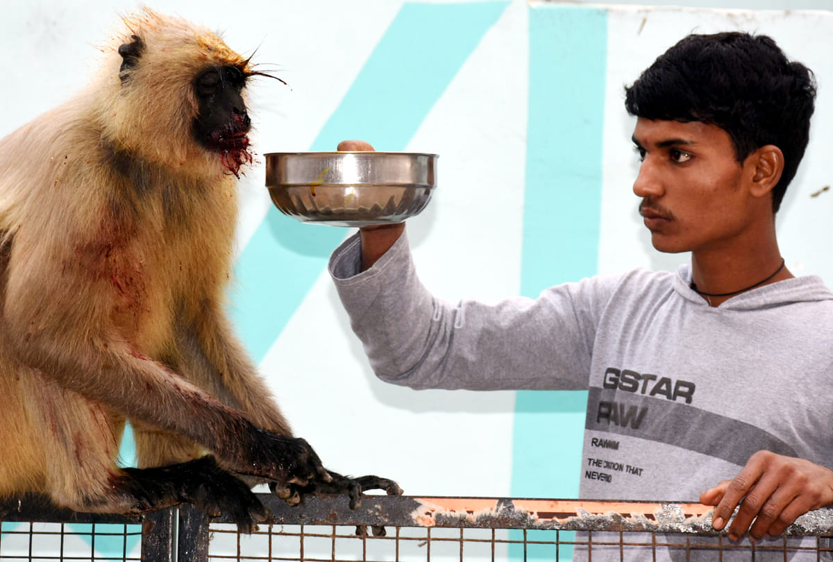 Atrocities on the monkey in Kanpur