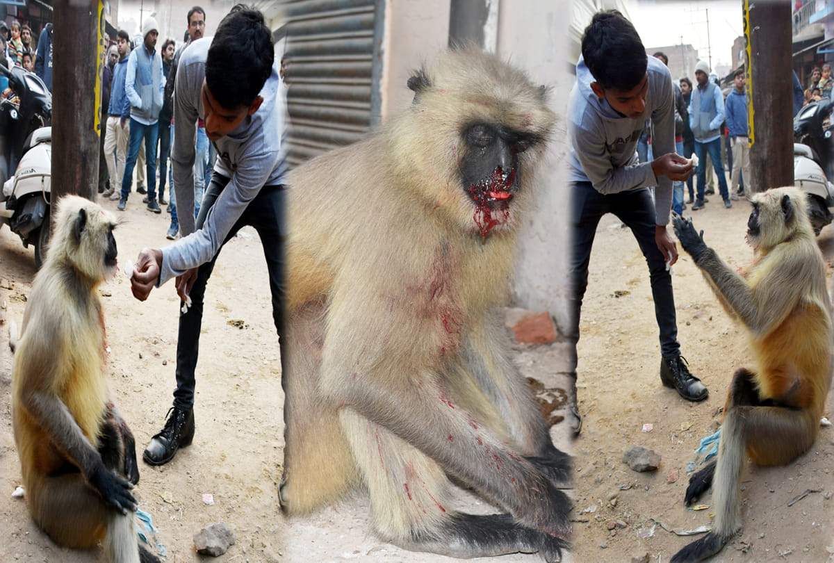 Atrocities on the monkey in Kanpur