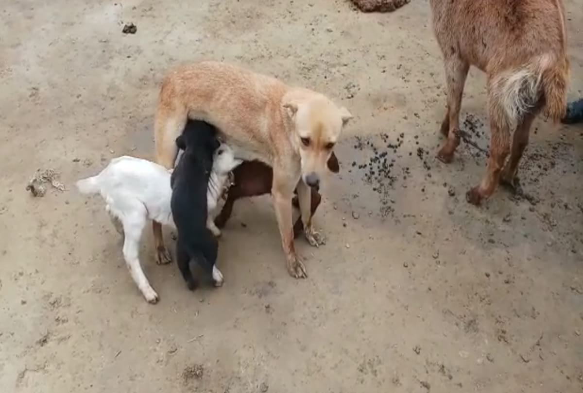 bitch feeding milk to Goat children