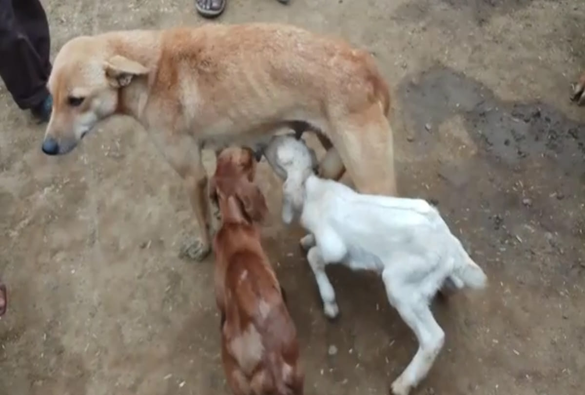 bitch feeding milk to Goat children