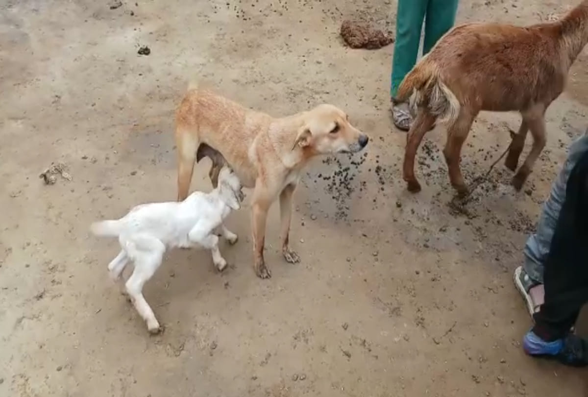 bitch feeding milk to Goat children