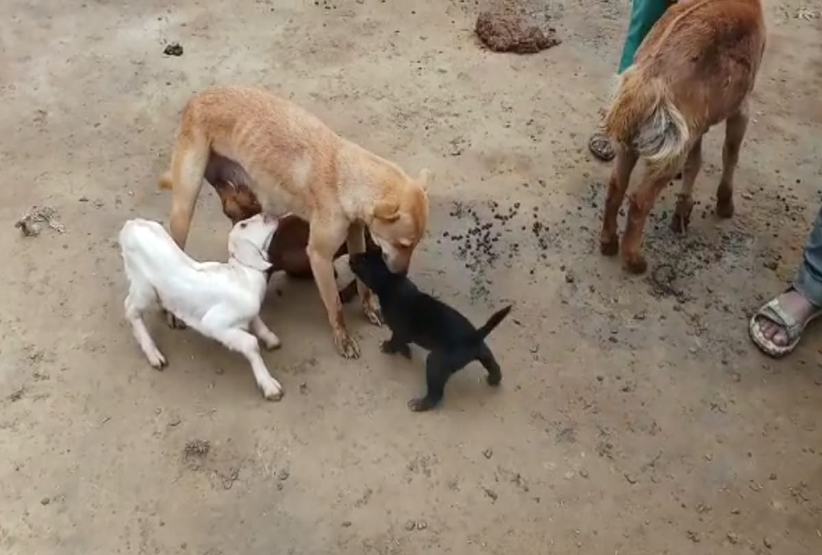 bitch feeding milk to Goat children