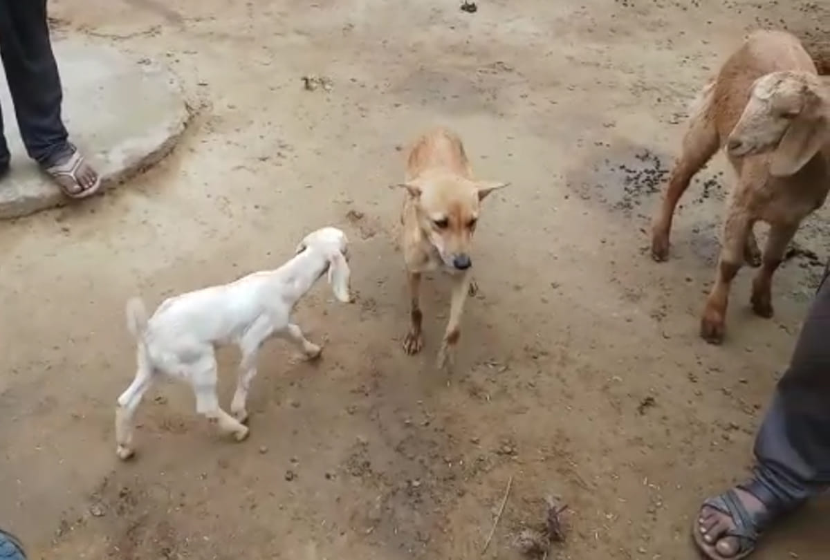 bitch feeding milk to Goat children
