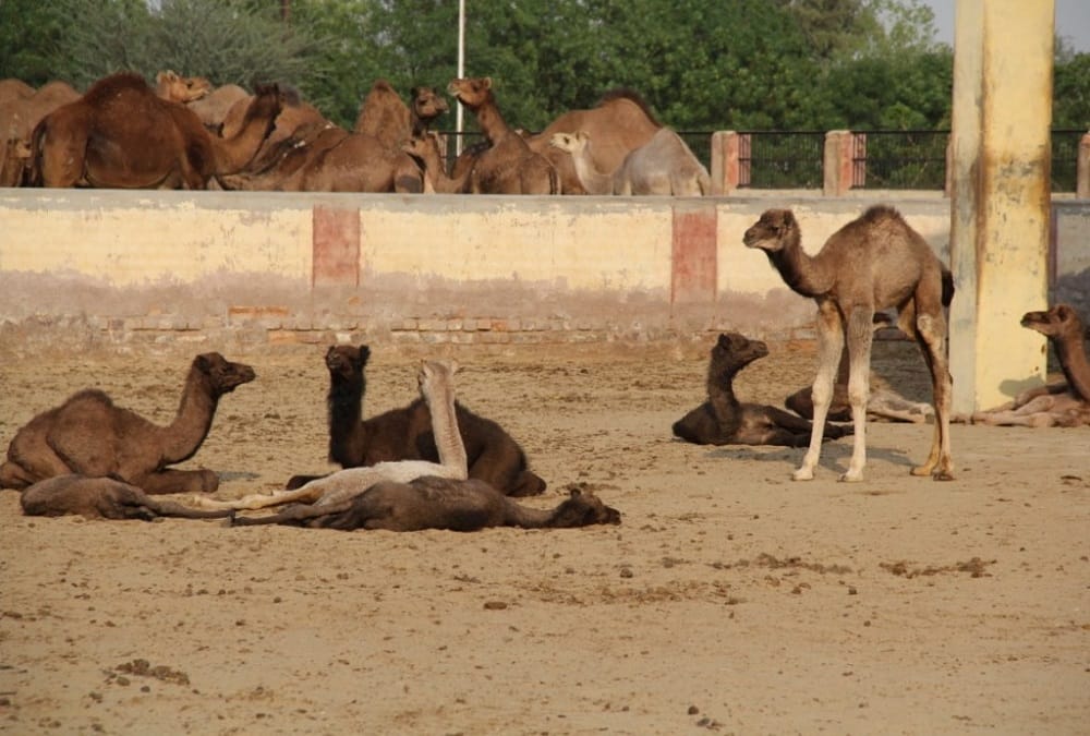 camel can be new ferry for army person in ladakh