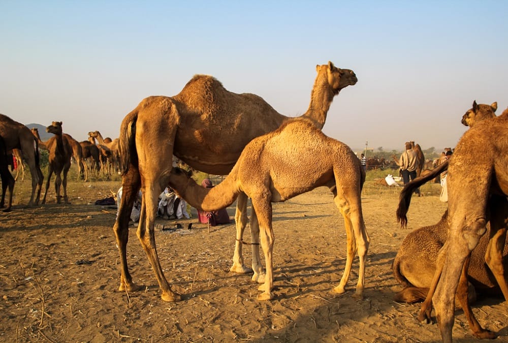 camel can be new ferry for army person in ladakh