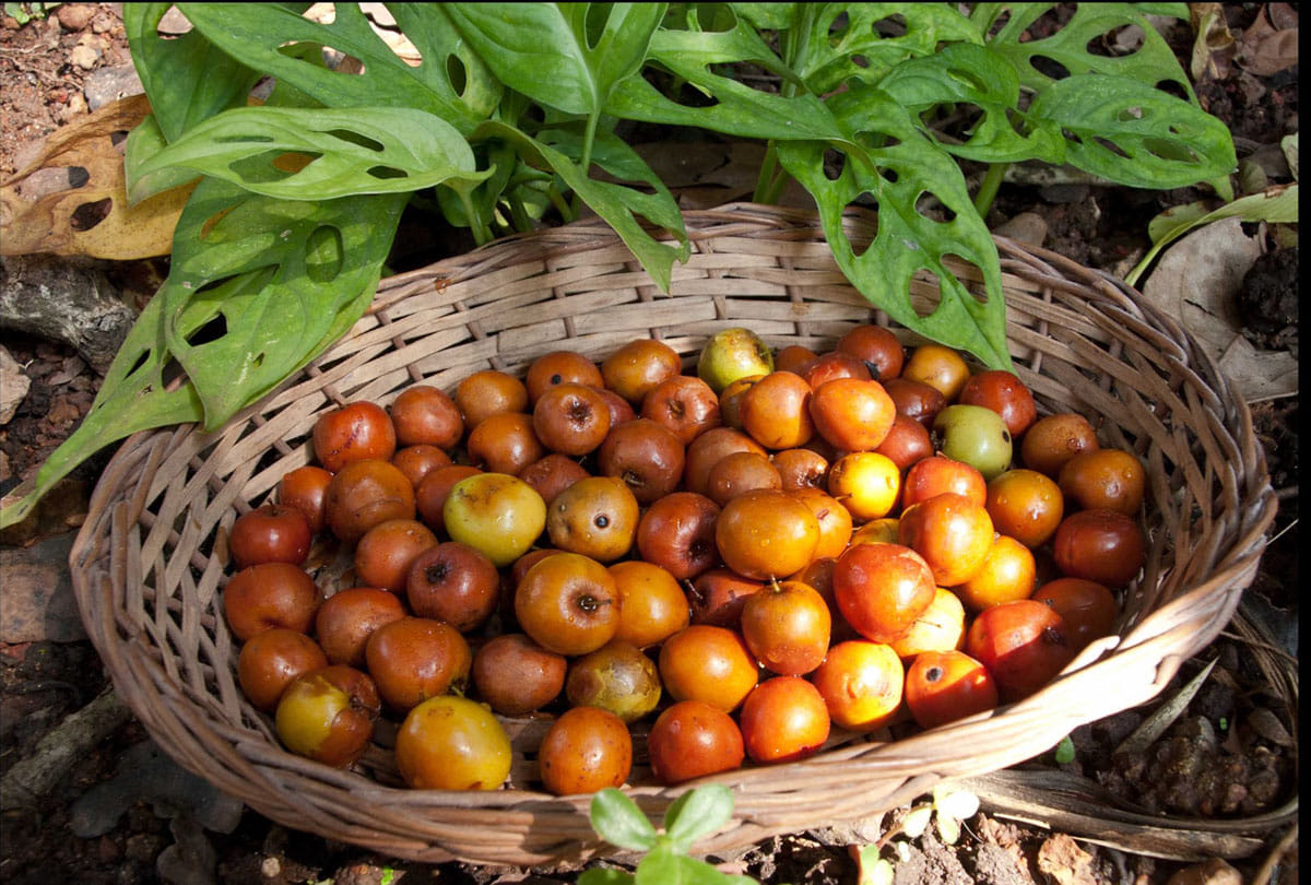 know 6 benefits of jujube or red date for health