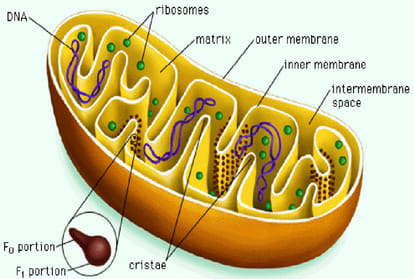 Know in details that why Mitochondria is the powerhouse of the cell