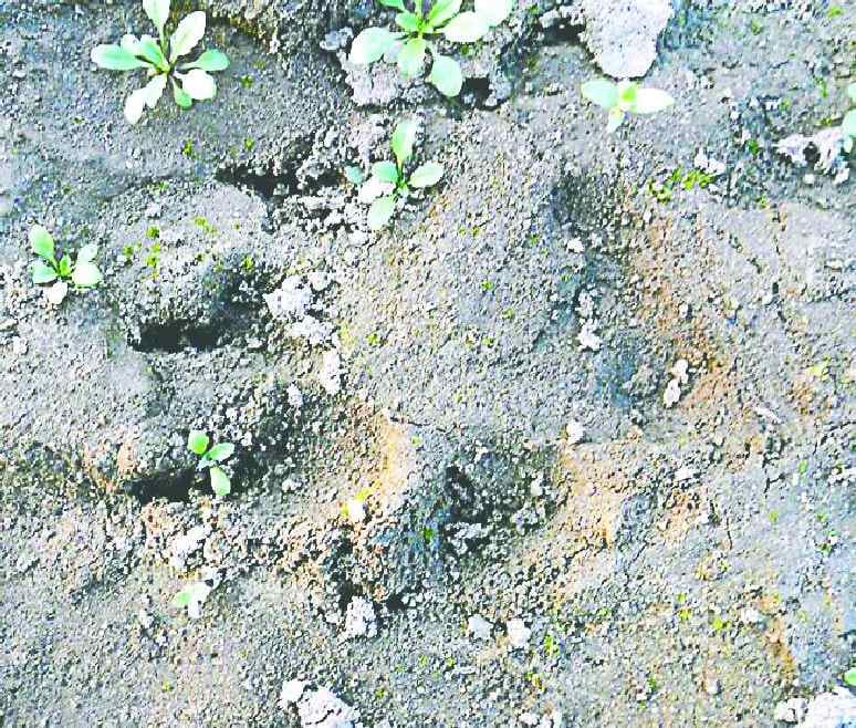 Guldar showing with a cubs in the forest of Khanpur Dudi village