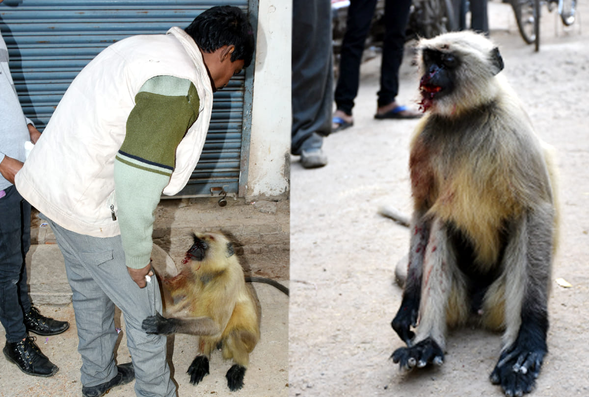 Seeing these pictures of cruelity and Humanity