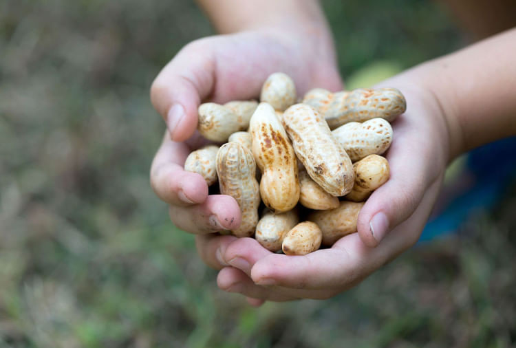 Benefits Of Peanuts For Health In Hindi, All You Need To Know Amar