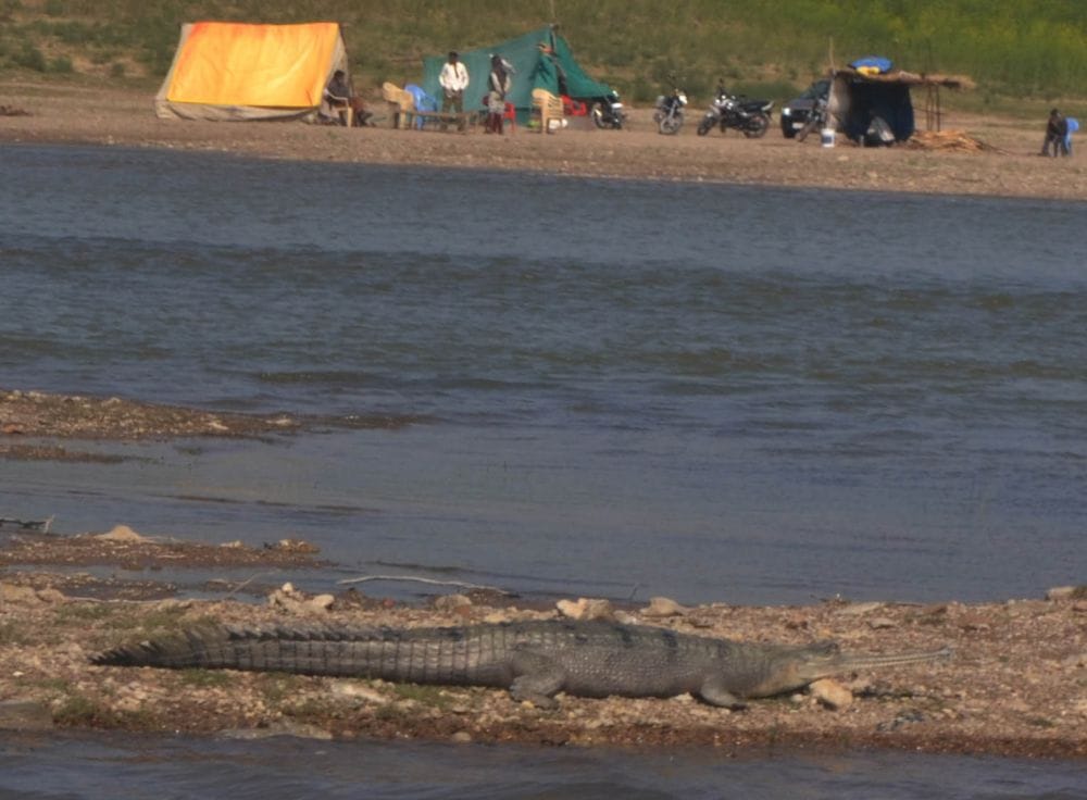 crocodile enjoying in chambal 