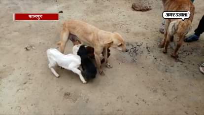 BITCH FEEDS GOAT BABIES IN KANPUR OF UTTAR PRADESH