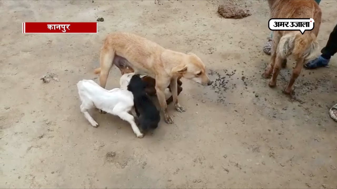 कुतिया