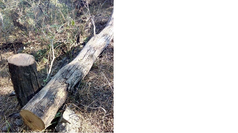 Saw the gooseberry on 30-40 trees in the Loadiyalsarra area