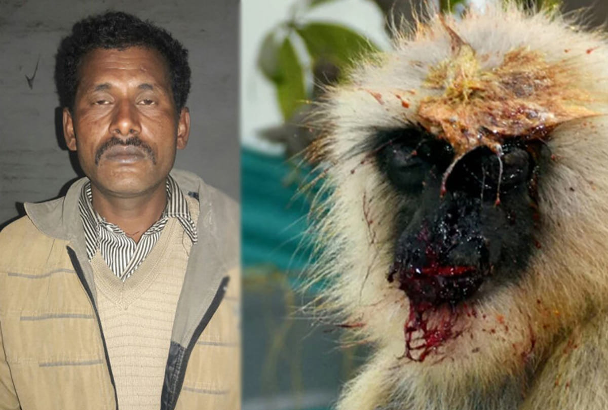 man arrested due to cruelity with monkey in kanpur