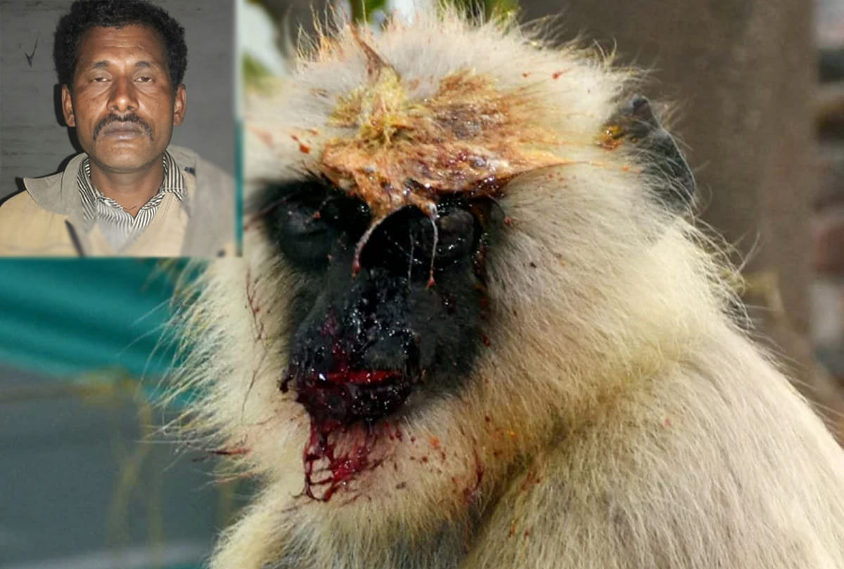 man arrested due to cruelity with monkey in kanpur