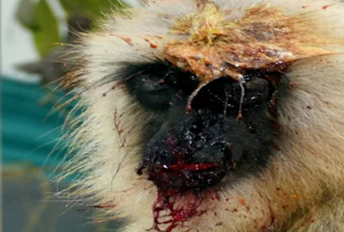 man arrested due to cruelity with monkey in kanpur
