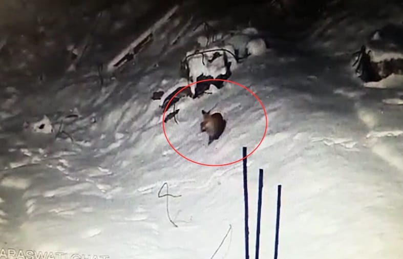 Rare creatures found in kedarnath captured in cctv camera