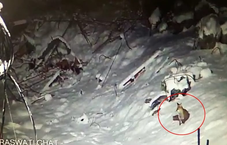 Rare creatures found in kedarnath captured in cctv camera