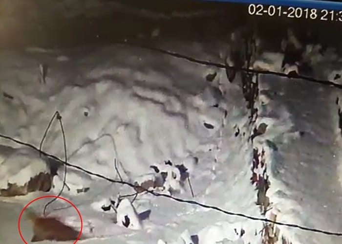 Rare creatures found in kedarnath captured in cctv camera