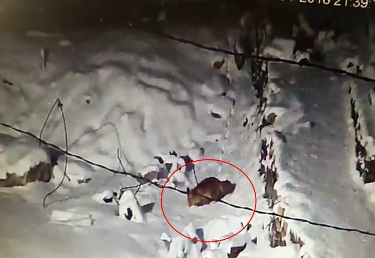 Rare creatures found in kedarnath captured in cctv camera