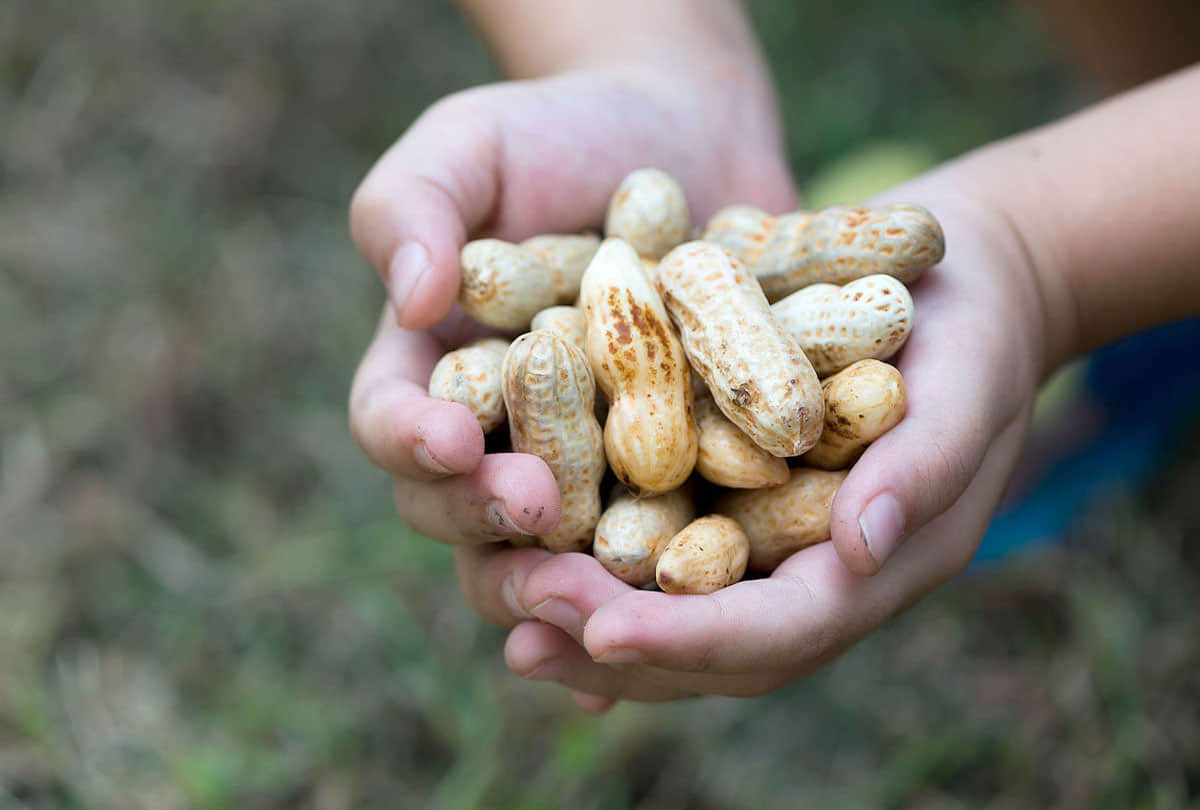 Peanuts Health Benefits in Hindi Peanuts Good For Heart  And Reduce Cardiovascular risk