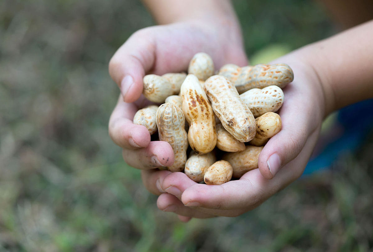 peanuts benefits in hindi, peanuts benefits for heart health and weight loss