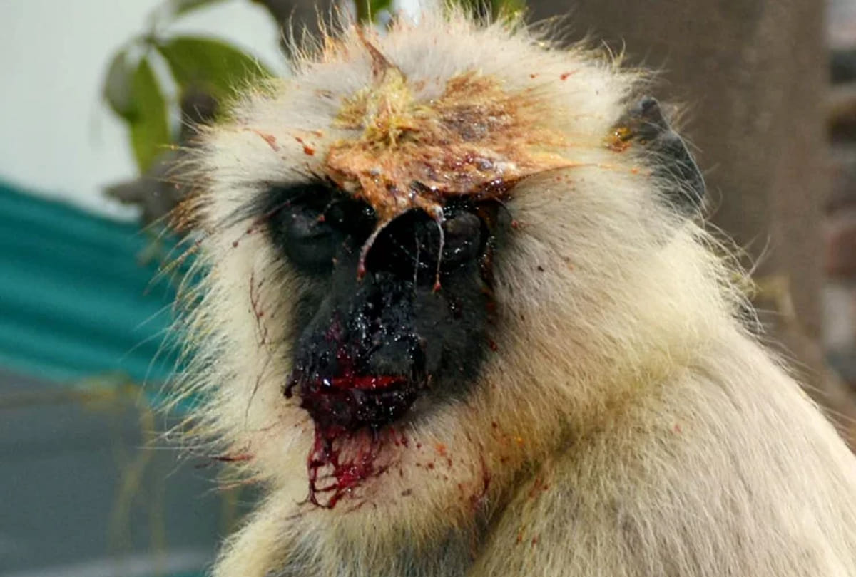 man arrested due to cruelity with monkey