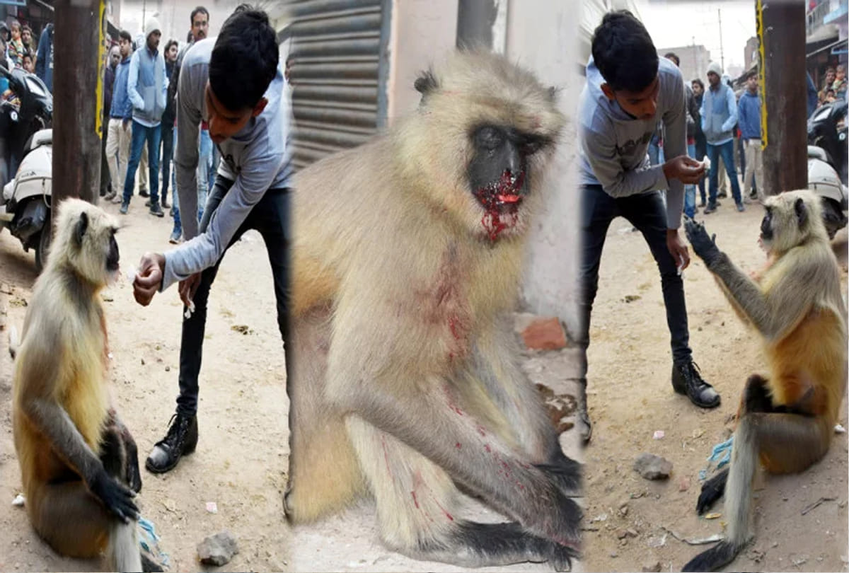 man arrested due to cruelity with monkey