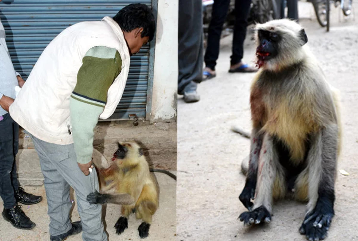 man arrested due to cruelity with monkey