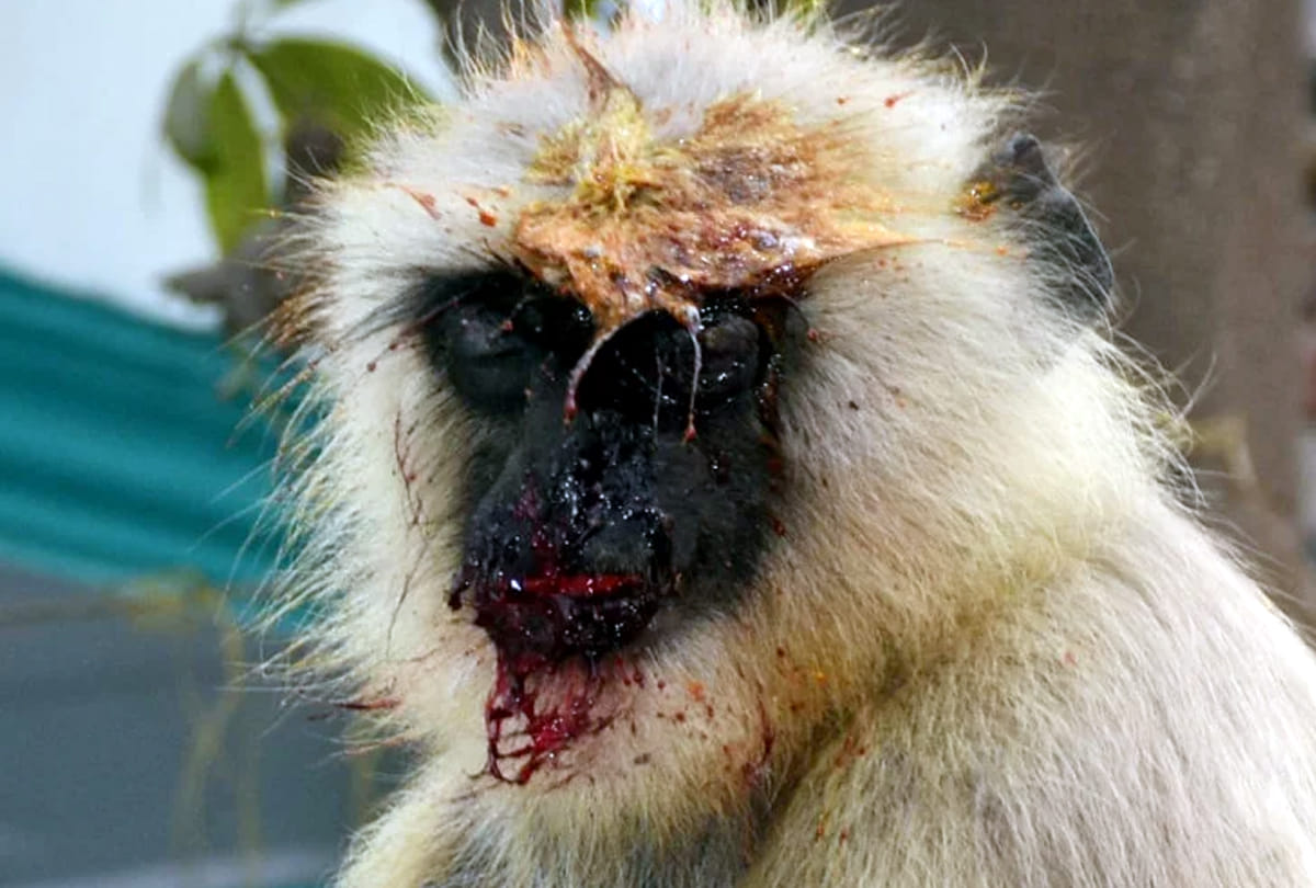 man arrested due to cruelity with monkey in kanpur