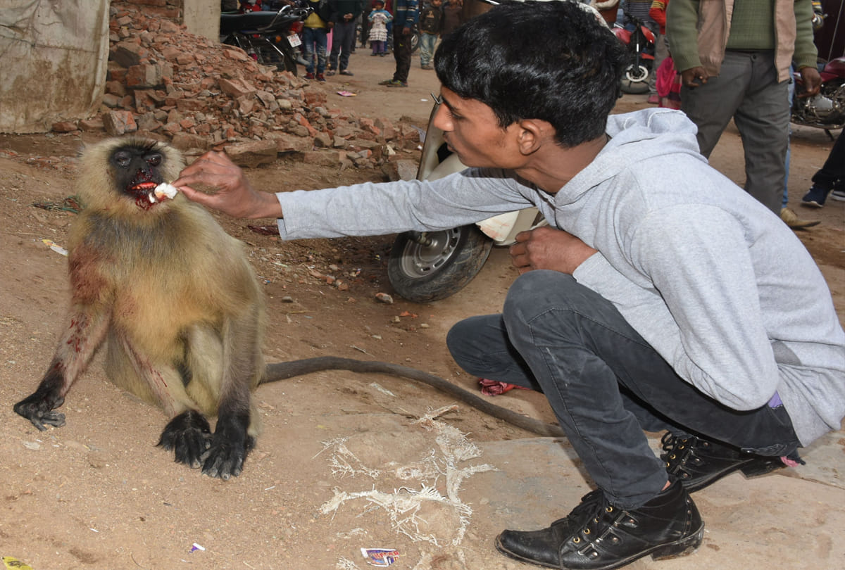 injured monkey condition worsened