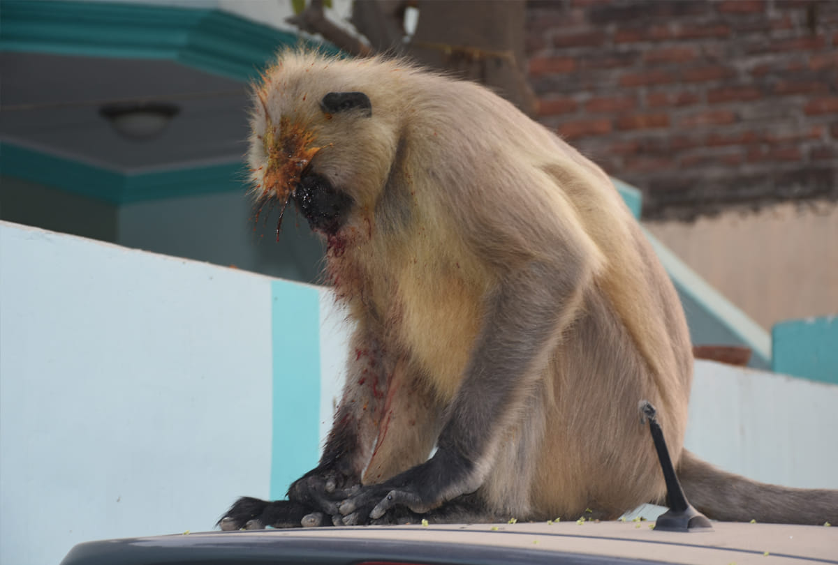injured monkey condition worsened