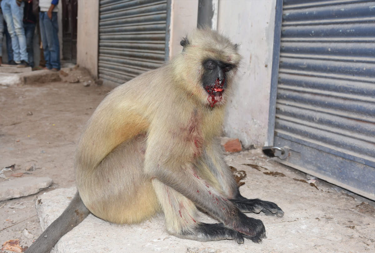 injured monkey condition worsened